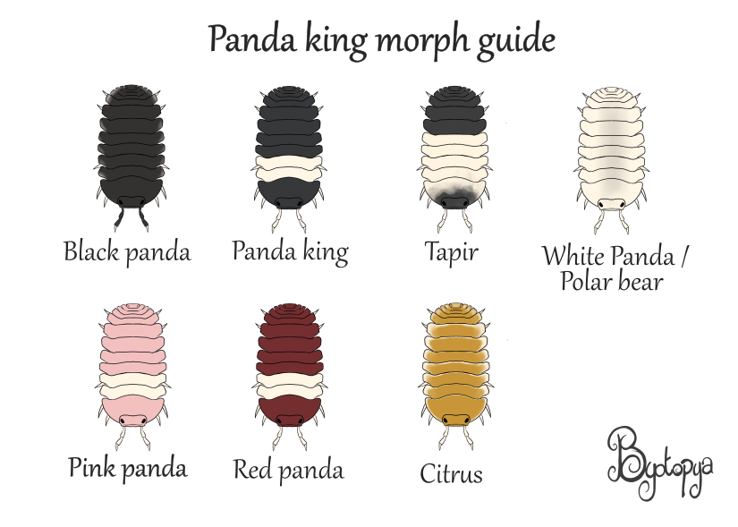 Guide des Morph de Panda king