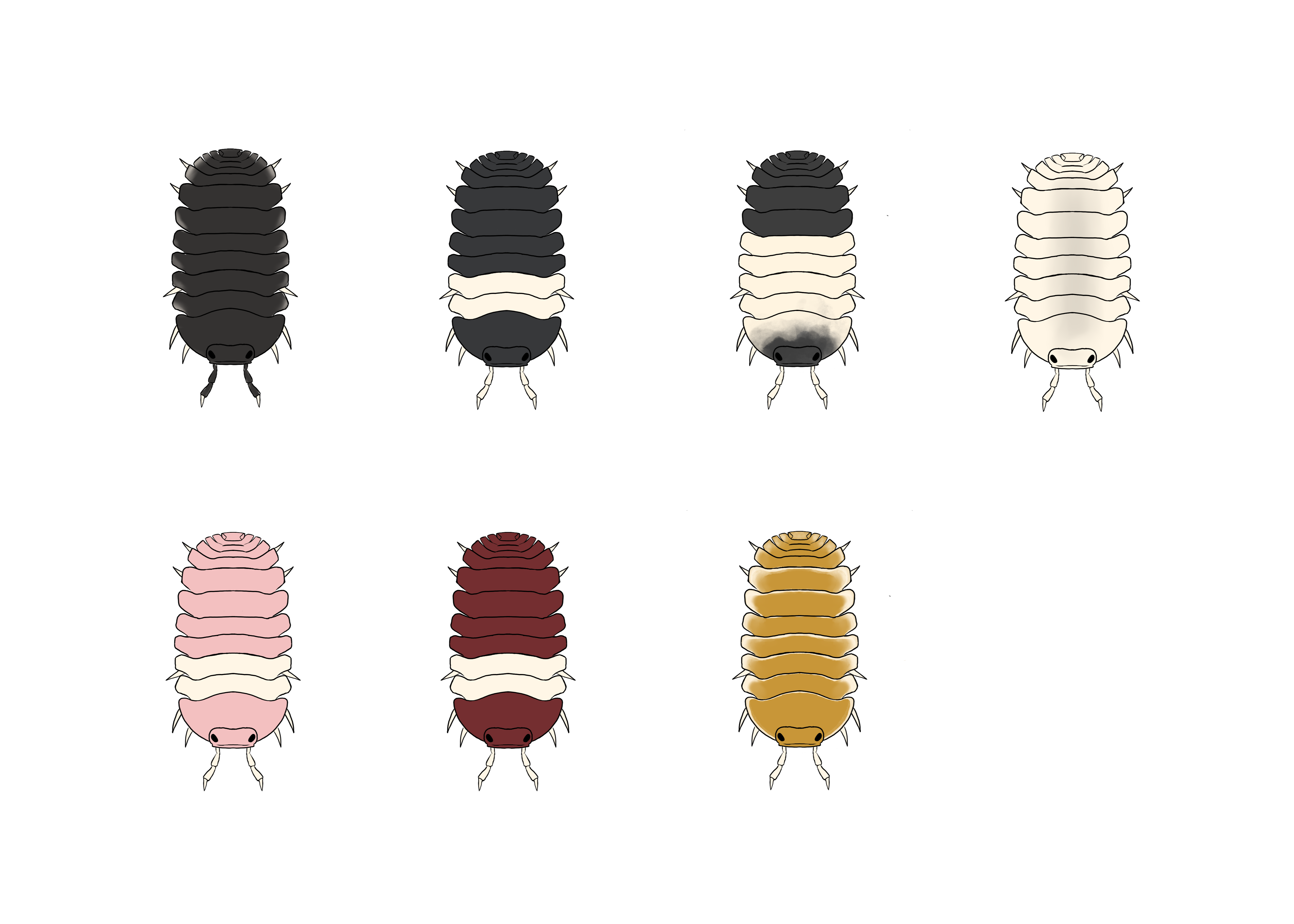 Panda king morph guide